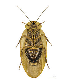 220px-Blaberus_giganteus_MHNT_ventre