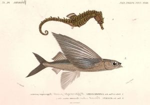 poisson volant hippocampe