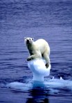 L__ours_polaire_et_le_r_chauffement_climatique_2