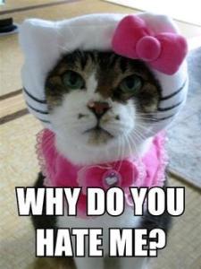 cat_why_do_you_hate_me_xlarge