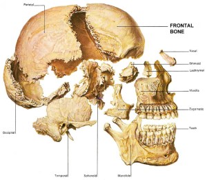 Frontal-Bone-Anatomy-Skull