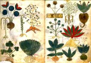dioscoride-materia-medica-vatican-chigi