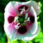 Papaver07somniferum_amethyst oliwp