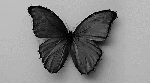 giphybutterflyflower